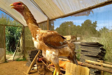 The males can reach 1.2 m in height and can sell for about €4,000. Photo: Avicultura Gigante