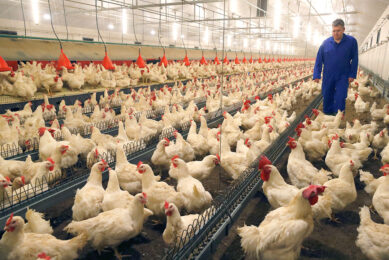Breeder flocks normally start with 9% males, after which this percentage drops due to mortality and culling to 7-8% at 40 weeks of age. Photo: Bert Jansen