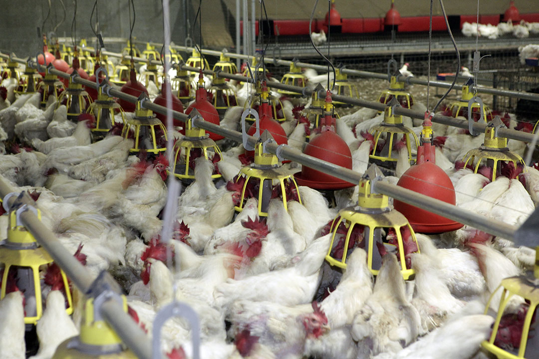 If not managed, selection for increased growth rate and appetite can result in excessive body weight which interferes with natural mating in broiler breeders.