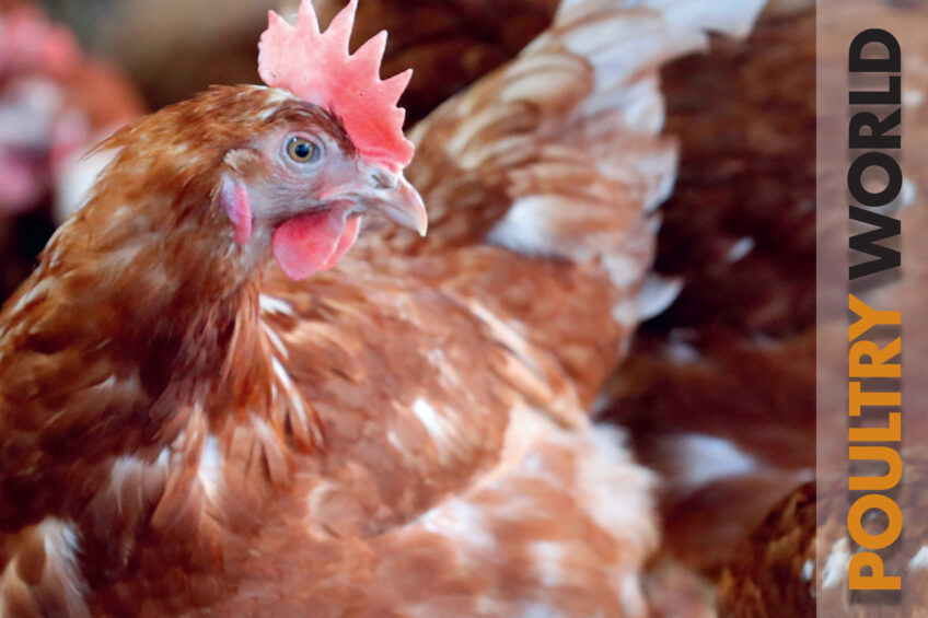 Sustainability and welfare in the latest edition of Poultry World
