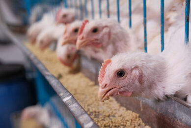 Poultry and egg producers in South Africa are battling with power outages and bird flu. Photo: Canva