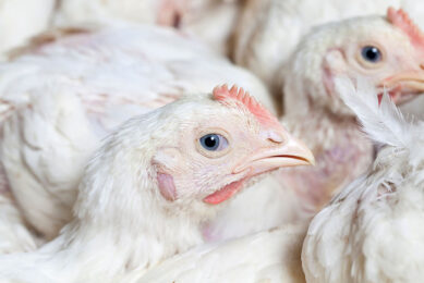 Higher production costs and tighter supplies are expected to push animal protein prices up and constrain global consumption. Photo: Canva