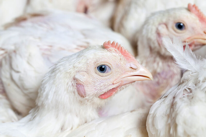 Higher production costs and tighter supplies are expected to push animal protein prices up and constrain global consumption. Photo: Canva