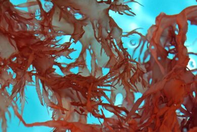 Could a protein-rich red seaweed be used as a practical and cost-efficient alternative chicken feed? Photo: Canva