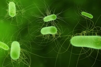 Avian Pathogenic E. coli, or simply APEC, is an extra-intestinal subgroup of pathogenic Escherichia coli that can cause disease in susceptible poultry, most commonly leading to clinical colibacillosis.