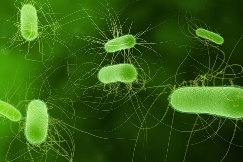 Avian Pathogenic E. coli, or simply APEC, is an extra-intestinal subgroup of pathogenic Escherichia coli that can cause disease in susceptible poultry, most commonly leading to clinical colibacillosis.