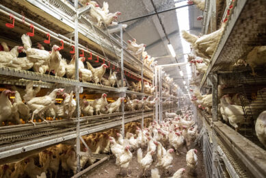 Studies on protein quality have shown a correlation between arginine deficiency and cannibalism. Photo: Anne van der Woude