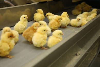In-ovo sexing systems rapidly scan eggs and determine the sex of the embryo, to prevent the culling of male layer siblings.