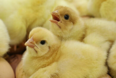In 2021, the poultry sector contributed £6.8 billion to the UK’s GDP. Photo: Henk Riswick