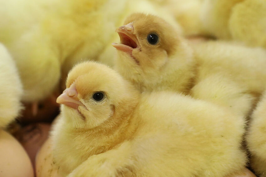 In 2021, the poultry sector contributed £6.8 billion to the UK’s GDP. Photo: Henk Riswick