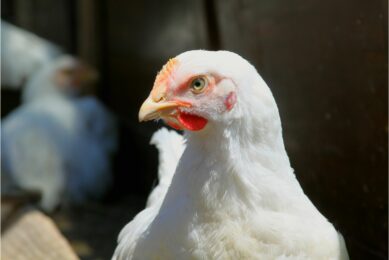 Columnist and researcher Rick van Emous says that if you run a good preference test with platforms and perches at the same height, broilers, breeders and turkeys all prefer platforms for resting and roosting. He argues that policymakers must stick to scientific evidence and forget the emotional facts and fables. Photo: Canva