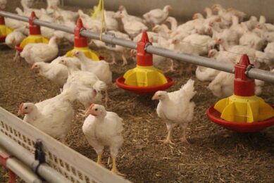 Lowering stocking density will have a negative effect on the EU’s overall production capacity. Photos: Dick van Doorn