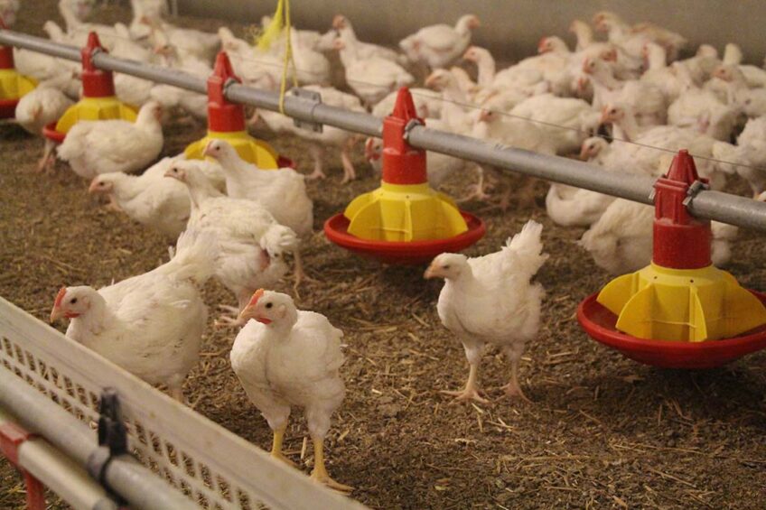 Lowering stocking density will have a negative effect on the EU’s overall production capacity. Photos: Dick van Doorn