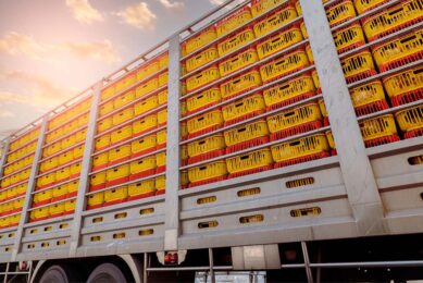 During transport, it is likely that birds experience a motivation to drink, and the lack of facilities may affect them. Photo: Canva