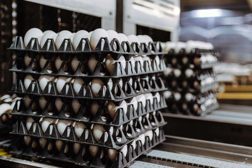 Ukraine's Ovostar has seen net profits skyrocket. The company exports egg and egg products primarily to Europe, but tensions there are brewing over the impact on local manufacturers. Photo: Canva