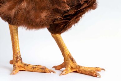 Two of the most common animal-based indicators used to evaluate leg health in broiler chickens are footpad dermatitis (FPD) and gait scores. Photo: Canva