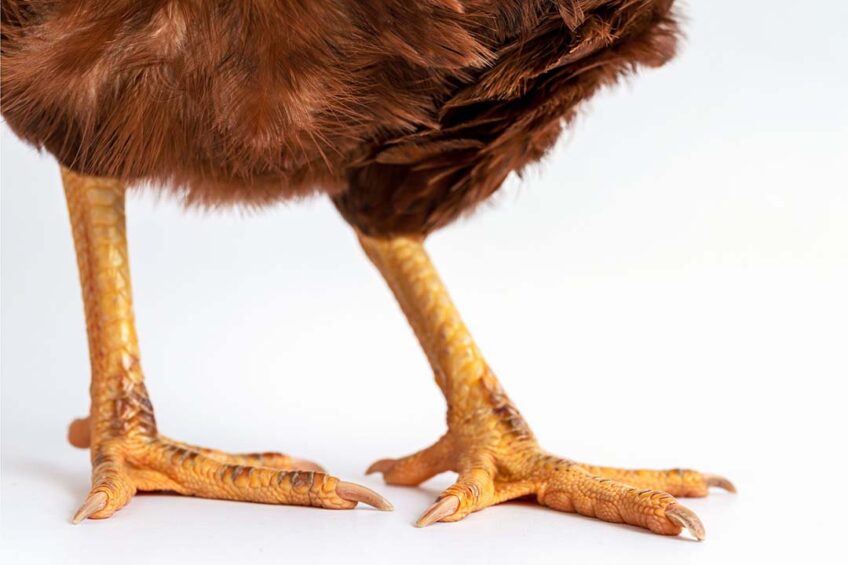 Two of the most common animal-based indicators used to evaluate leg health in broiler chickens are footpad dermatitis (FPD) and gait scores. Photo: Canva