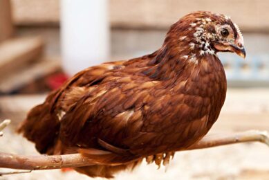 The initial 3-month period of birds coming in to peak lay can weigh heavy on cashflows. Photo: Canva