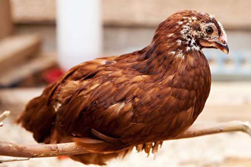 The initial 3-month period of birds coming in to peak lay can weigh heavy on cashflows. Photo: Canva