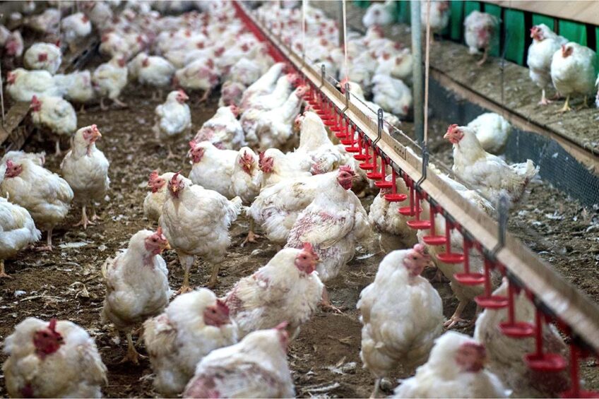 Due to delays by APHA between condemnation and culling, many healthy birds became affected by avian influenza in the interim period. Photo: Canva