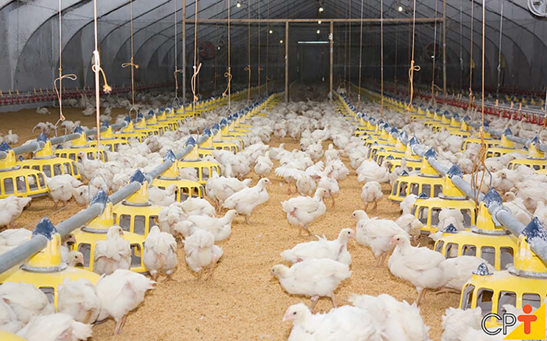 Brazil's Paraná state is the country's largest exporter of chicken meat followed by Santa Catarina, Rio Grande do Sul and São Paulo.