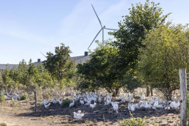 The EU wants every sector to be more sustainable, but sustainability comes at a price for both producers and consumers. Photo: Koos Groenewold