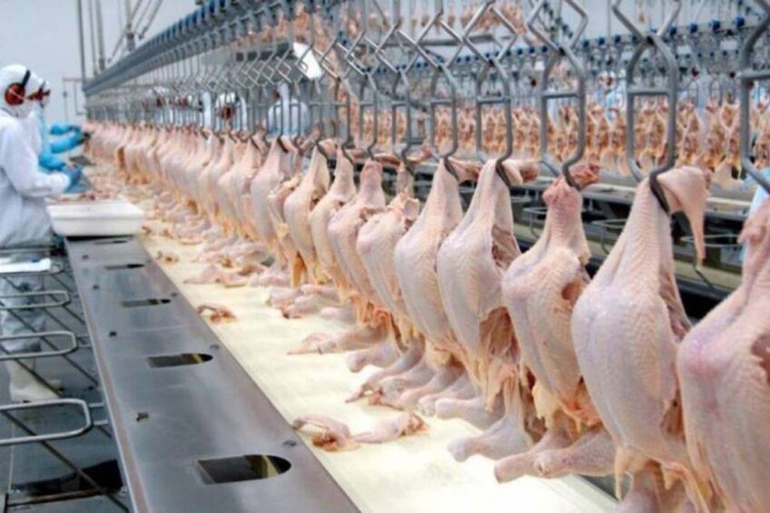 Brazil shipped just over 5 million tonnes of poultry products in 2023, which is 6.6% more than in 2022. Photo: Supplied