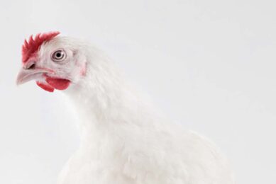 Photo: Ceva Sante Animale