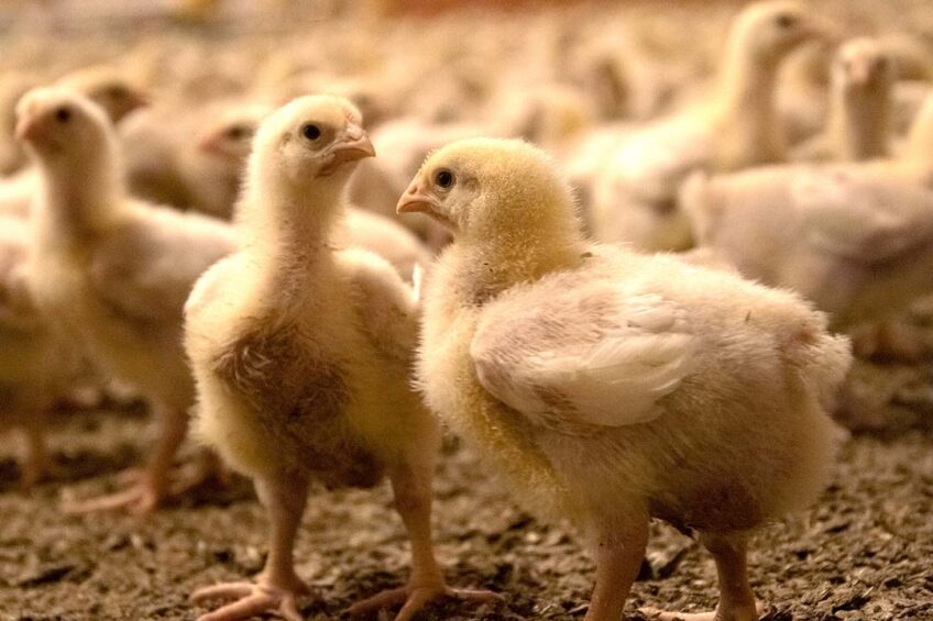 In animal nutrition, xylanases are widely used in diets containing cereal grains and other plant materials to achieve a greater availability of nutrients. Photo: EW Nutrition