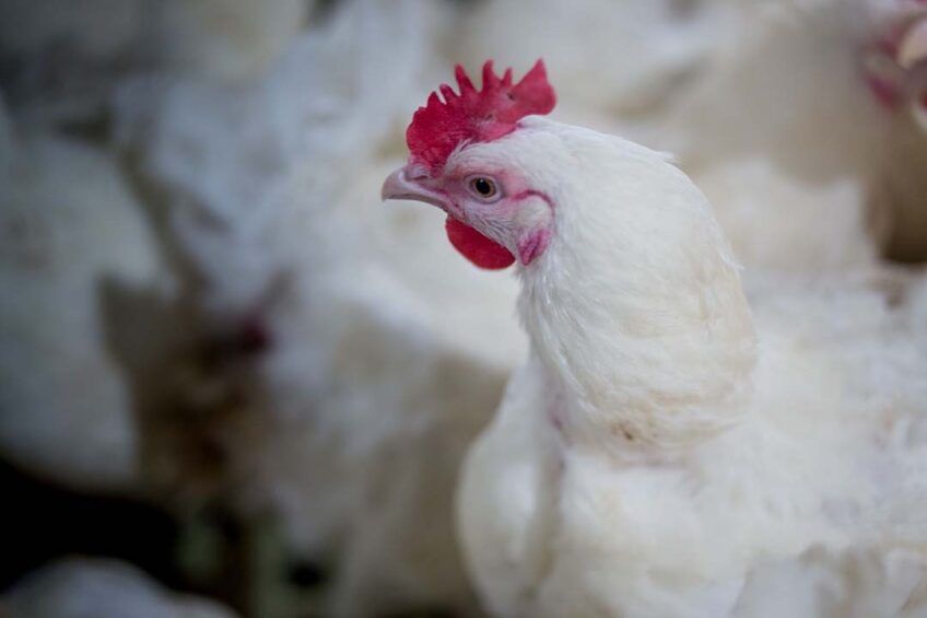 France imports a lot of chicken meat and meat products, and Anvol says the products from abroad should be produced according to the same standards and regulations as in France, particularly regarding antibiotics. Photo: Canva