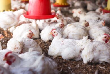 According to a recent study, a minority of animals in the UK and Australia are produced to the legal standards, and as for most birds, private standards dominate. Photo: Canva