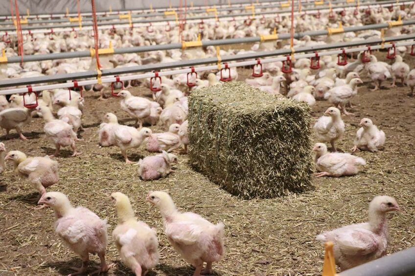 The Lisabeth integration uses alfalfa bales as a welfare measure for the Gallux chicken concept. Photos: Dick van Doorn