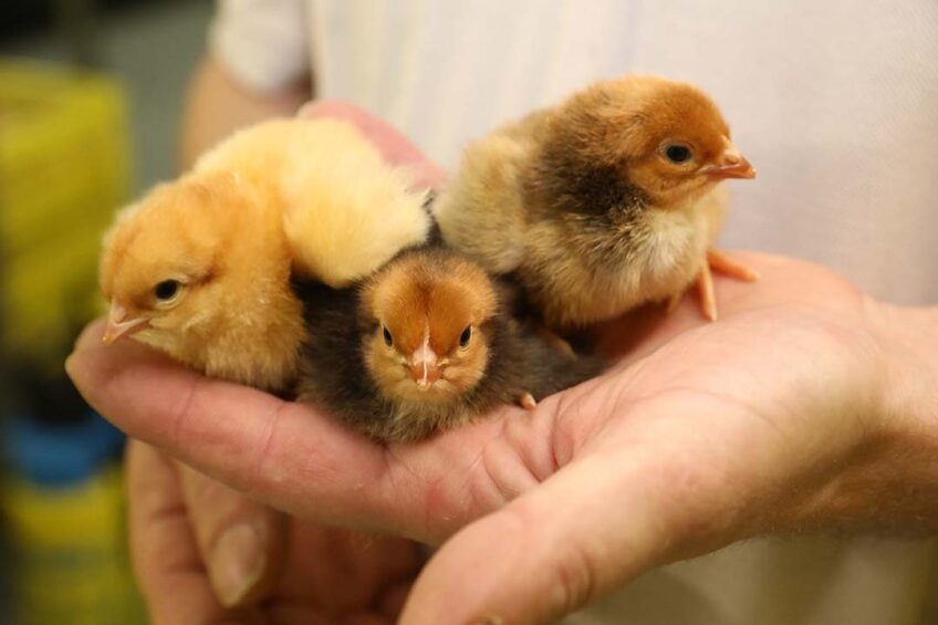 The positive results on chick development after organic acid treatment of hatching eggs was attributed to its effects in lowering the microbial load inside the eggs.