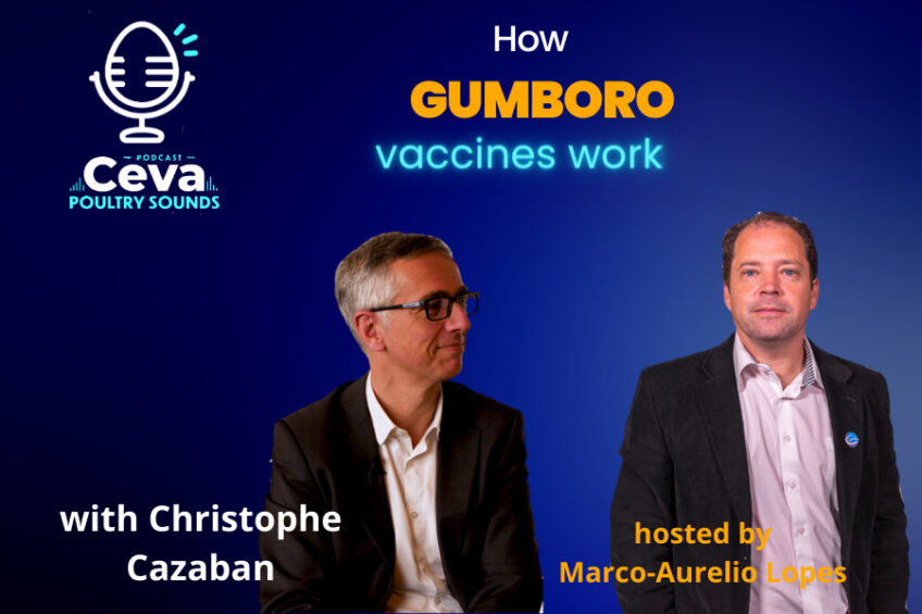 Podcast: How Gumboro vaccines work