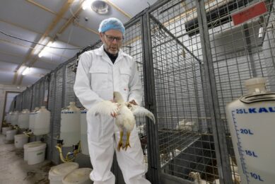 Wageningen UR senior researcher, Rick van Emous, inspects broiler breeders during a trial. Photo: Koos Groenewold
