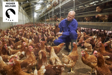 Challenges of an aviary housing system