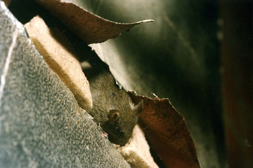 Rodents are ubiquitous on poultry farms; if you see one, there are plenty more.