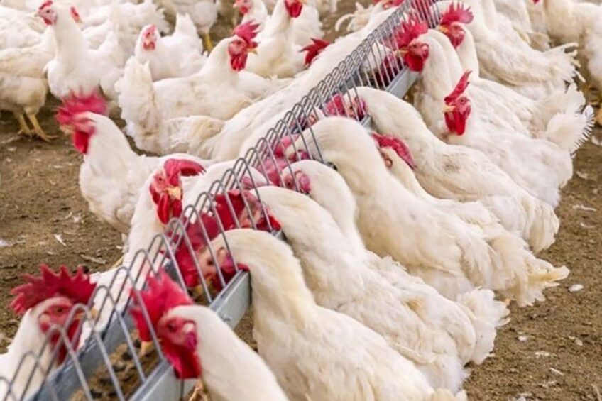 Good male allocation during feeding suggests a uniform feed distribution due to the chain feeding equipment. Photo: Big Dutchman