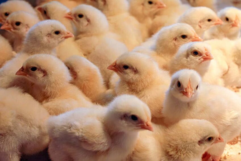 Photo: Ceva Santé Animale