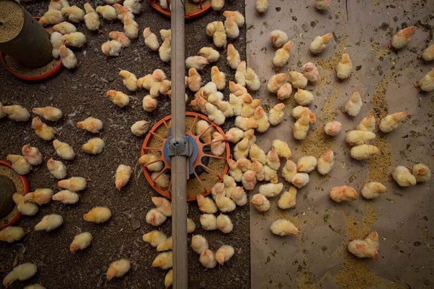 Chicks in Brazil. Photo: Confederação Nacional de Agricultura