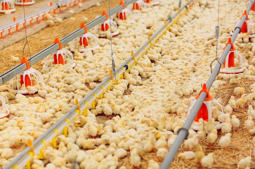 As a consequence of the huge number of individual birds in a poultry house, the economic value of each bird is small compared to the overall enterprise. Photo: Canva