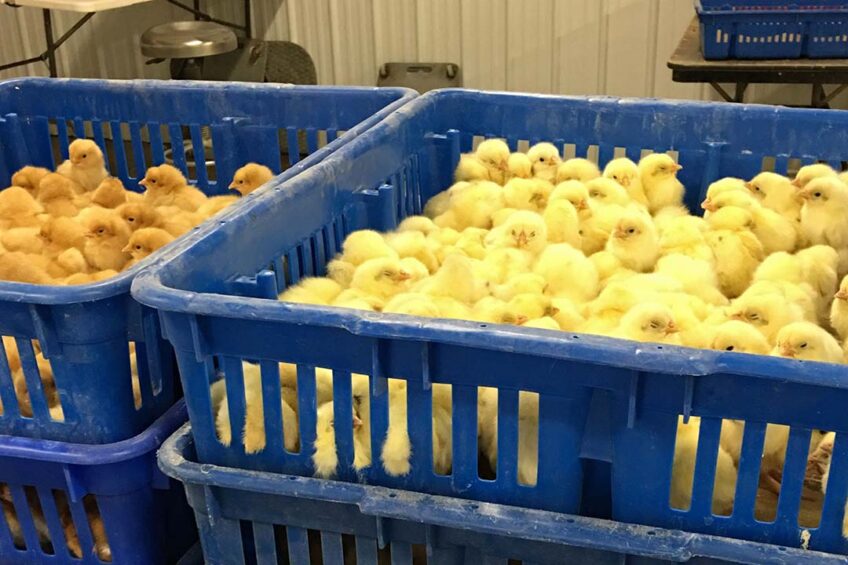 Following current scientific evidence, the committee recommended that embryos develop the capacity for sentience at day 13 of incubation at the earliest, meaning that in-ovo sexing should happen at day 12 or earlier. Photo: Canva