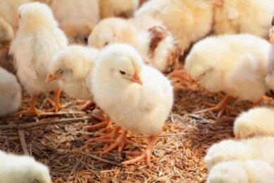 The project aims to invest over US$53 million in farming operations with the capacity of more than 1 million parent stock expected to produce approximately 175 million hatching eggs annually, a hatchery and a poultry feed mill. Photo: Canva