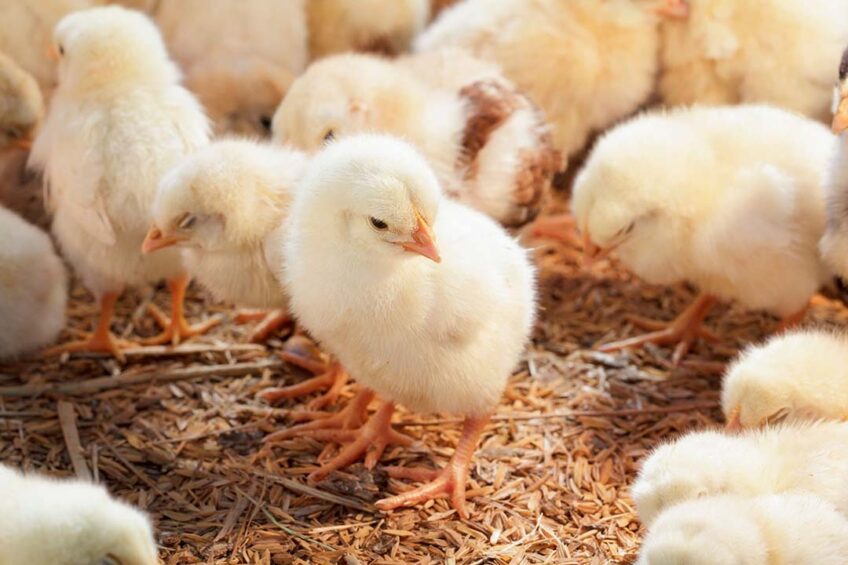 The project aims to invest over US$53 million in farming operations with the capacity of more than 1 million parent stock expected to produce approximately 175 million hatching eggs annually, a hatchery and a poultry feed mill. Photo: Canva