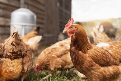 The combination of providing both verandas and natural daylight is designed to significantly improve bird welfare. Photo: Canva