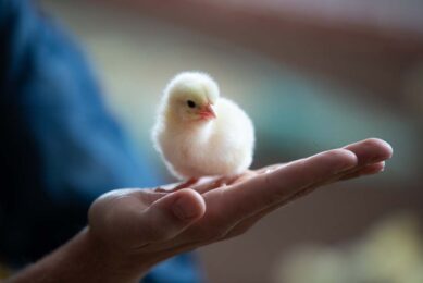 Non-antibiotic health strategies are a critical component in reducing the use of antimicrobials. Photo: Hans Banus
