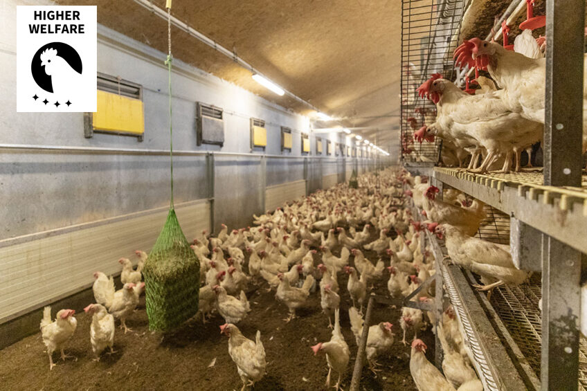 Welfare and cost implications of aviary housing systems