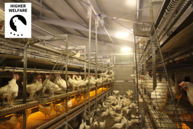 Welfare doesn’t come automatically with a switch to aviary systems