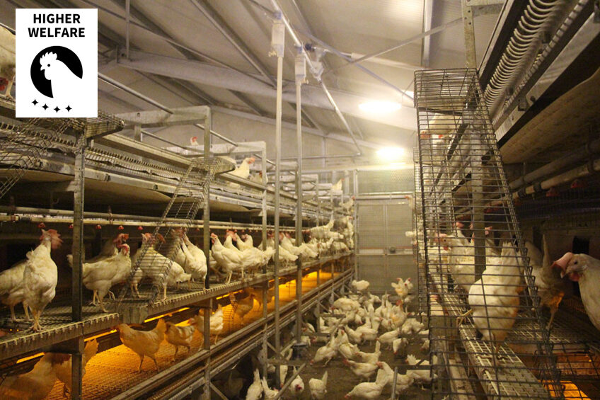Welfare doesn’t come automatically with a switch to aviary systems