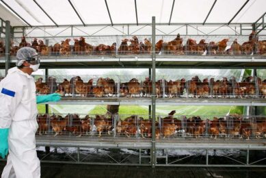 Rapid on farm testing can stem avian influenza outbreaks.